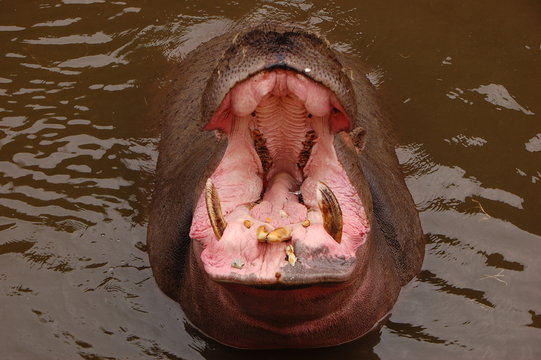 Hyppopotame
