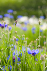 鮮やかなヤグルマギク