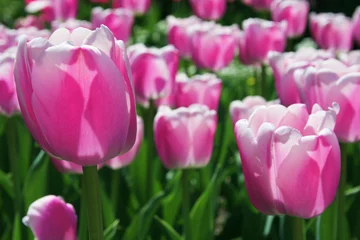 Papier Peint photo autocollant Tulipe Tulpen in Pink