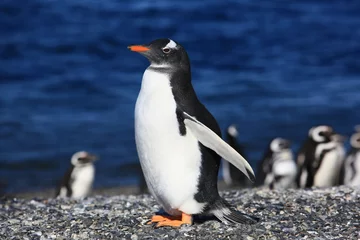 Stoff pro Meter Südamerika pingouin 3