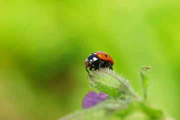 ladybug