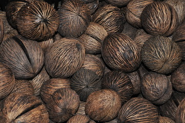 graine de palmier bouddha