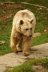 Braunbär