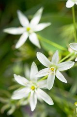 Fototapeta premium 輝くオーニソガラム