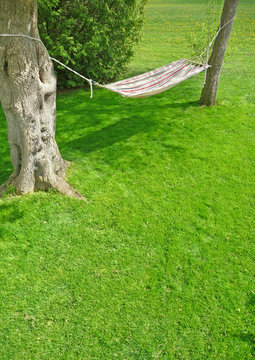 Backyard Hammock On A Sunny Spring Day