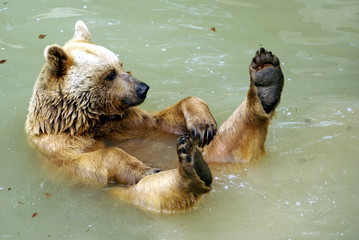 Obraz premium schwimmender Bär