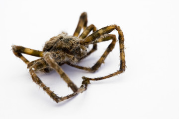 dead spider