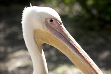 ペリカンの横顔