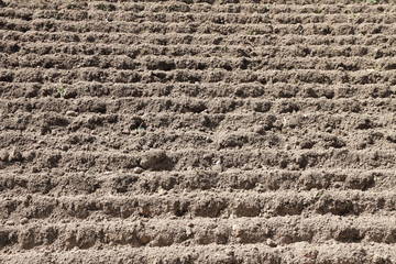 Cultivated soil.