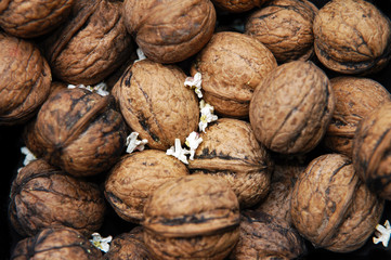 walnüsse und Jasmin 3