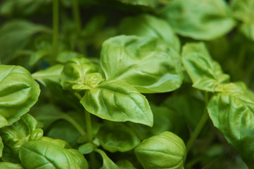 Basilikumblätter 1