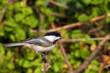 Fototapeta premium Black-capped Chickadee