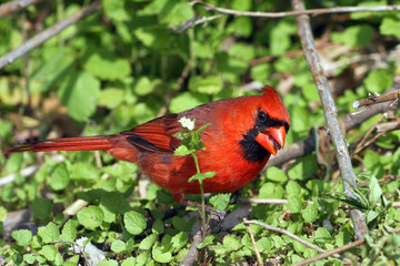 Cardinal Male
