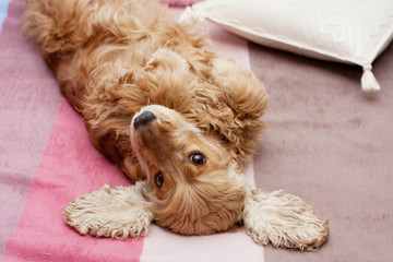 Cocker spaniel