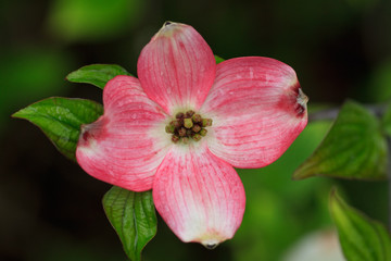 fiore di cornus florida