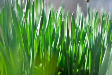 Obraz premium young green of spring grass, background bokeh
