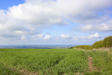 Fototapeta na wymiar field with a view