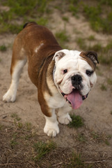 Obraz premium English bulldog