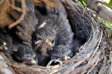 The  nestlings in a tree nest.