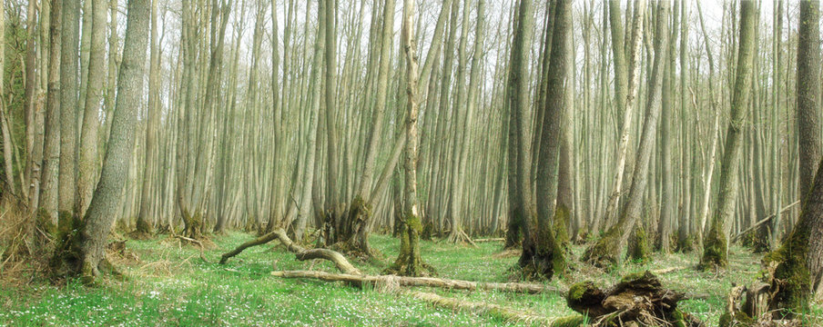 Panoramabild M&auml;rchenwald