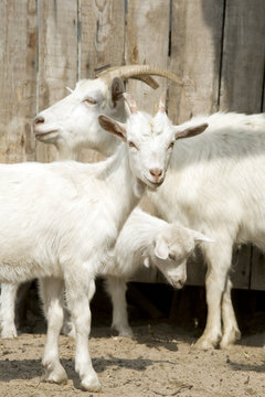 White goat in herd.