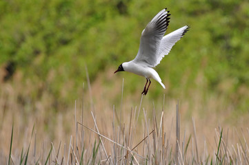 laughing gull landing on its nest