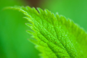 Nettle leaf macro
