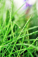 young grass