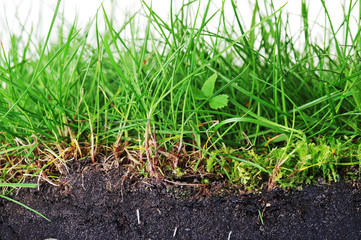 young grass