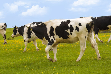 Naklejka na ściany i meble Kühe auf der Weide