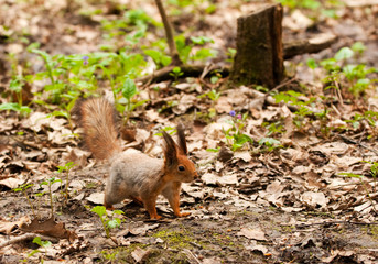 Naklejka na ściany i meble Little squirrel in park at spring