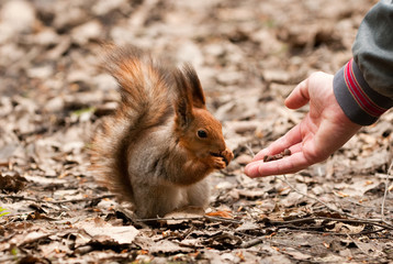 Naklejka na ściany i meble Mała wiewiórka biorąc nakrętki z ludzką ręką w parku