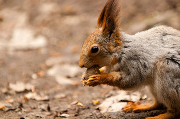 Little squirrel eating nut in park at spring