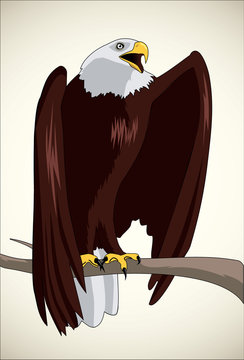 Illustration of bald eagle