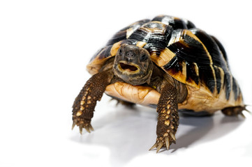 turtle 2