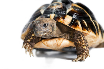 Naklejka premium turtle 5
