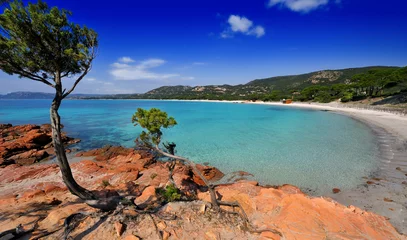 Foto auf Acrylglas Palombaggia Strand, Korsika Strand