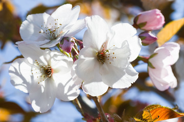 Cherry blossom in spring