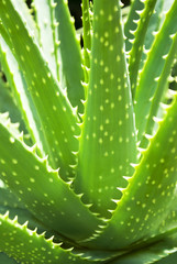 Aloe