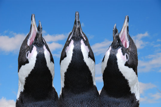 Il coro dei pinguini