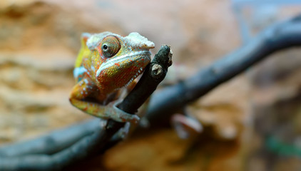 Chameleon