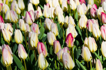 White tulips with a red blush