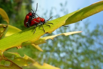 Lilienhähnchen © Michael Rogner