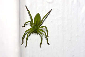 Araña verde en puerta blanca