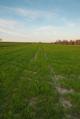 Weg im Feld
