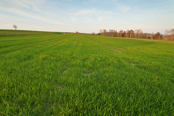 Feld im Frühling
