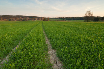 Weg im Feld