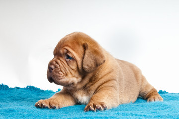 Obraz premium little cute puppy