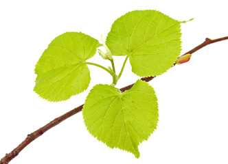 Linden branch with leaflets