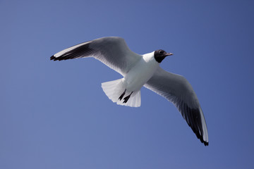 青空を飛ぶ夏羽のユリカモメ